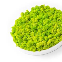 Moss Wall Art ~ Green Picture Decor Design~ Preserved Scandinavian Moss Circle Picture - thumbnail 3
