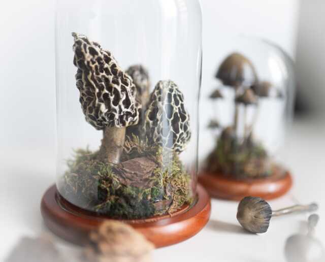 Terrarium With Fungi Morels - Realistic, Artificial Mushrooms Decoration A Glass Dome, Unique Special Gift, One Of Kind - image 1