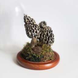 Terrarium With Fungi Morels - Realistic, Artificial Mushrooms Decoration A Glass Dome, Unique Special Gift, One Of Kind - thumbnail 3