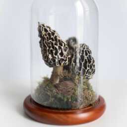Terrarium With Fungi Morels - Realistic, Artificial Mushrooms Decoration A Glass Dome, Unique Special Gift, One Of Kind - thumbnail 2