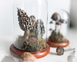 Terrarium With Fungi Morels - Realistic, Artificial Mushrooms Decoration A Glass Dome, Unique Special Gift, One Of Kind