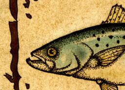 Speckled Trout Art Print 11x14, Spotted Sea Trout, Fish Prints, Art, Saltwater Fish, Fishing, Speck, Inshore Sport Fishing - thumbnail 1