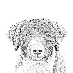 Spanish Water Dog - Wooden Stand For Candles/Pens With The Image Of A Dog New Collection - thumbnail 2