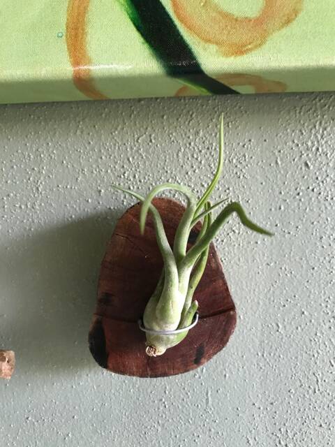 Driftwood Air Plant Holder - image 1