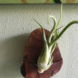 Driftwood Air Plant Holder - thumbnail 3