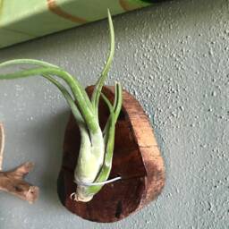 Driftwood Air Plant Holder - thumbnail 2