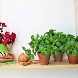 Hanging Plant Shelf Indoor Herb Garden, Rope & Wood - thumbnail 2