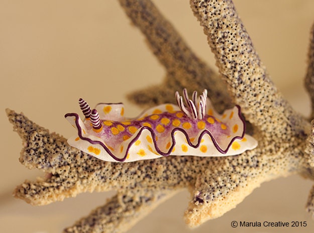 Becia The Nudibranch - Risbecia Pulchella - image 1