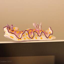 Becia The Nudibranch - Risbecia Pulchella - thumbnail 3