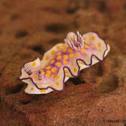 Becia The Nudibranch - Risbecia Pulchella - thumbnail 2
