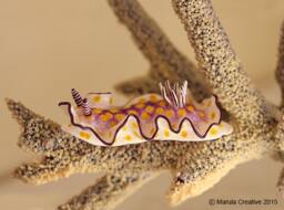 Becia The Nudibranch - Risbecia Pulchella - thumbnail 1