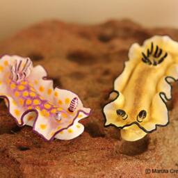 Becia The Nudibranch - Risbecia Pulchella - thumbnail 4
