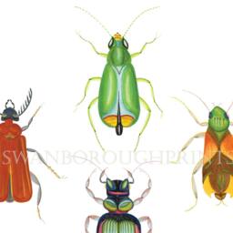 Insect Art Print, Colourful Beetles Bugs Entomology, Archival Paper Gicl??e - thumbnail 3