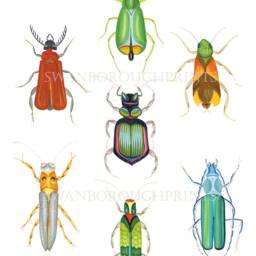 Insect Art Print, Colourful Beetles Bugs Entomology, Archival Paper Gicl??e - thumbnail 2