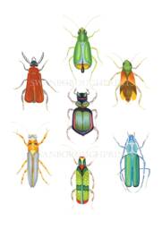 Insect Art Print, Colourful Beetles Bugs Entomology, Archival Paper Gicl??e - thumbnail 1