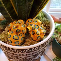 Blue Ringed Octopus Christmas Ornament - thumbnail 3
