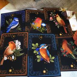 Robin Bird Post Cards Art Print Postkarten Set Wall Decoration Desk Decor Watching Floral Artprint - thumbnail 2