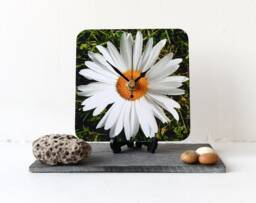 Daisy Desk Clock - Decoupage Photo Flowers White & Green Botanical Square