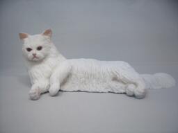 And Why So Late?(Persian Cat Figurine Custom Coloring Available - thumbnail 1