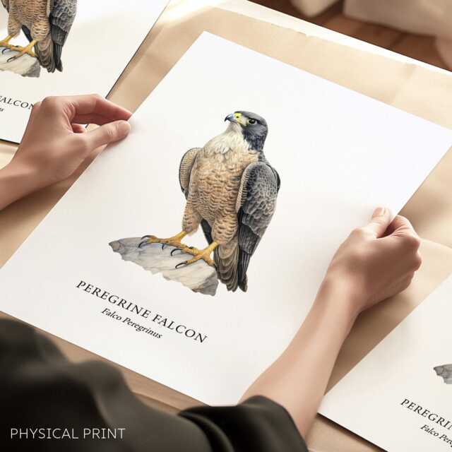 Peregrine Falcon, Bird Of Prey Collection, Lover Gifts, Wall Decor Ideas, Home Prints - image 1