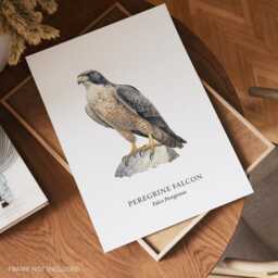 Peregrine Falcon, Bird Of Prey Collection, Lover Gifts, Wall Decor Ideas, Home Prints - thumbnail 2