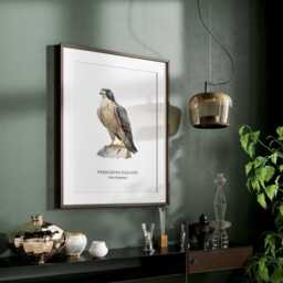 Peregrine Falcon, Bird Of Prey Collection, Lover Gifts, Wall Decor Ideas, Home Prints - thumbnail 3