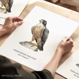 Peregrine Falcon, Bird Of Prey Collection, Lover Gifts, Wall Decor Ideas, Home Prints - thumbnail 1