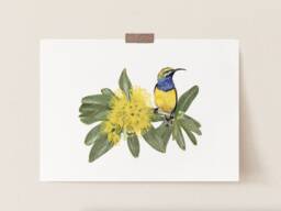 Sunbird & Golden Panda Flower, Botanical Decor, Australian Botanical, Made, Watercolour, Flowers, Artist - thumbnail 1