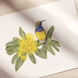 Sunbird & Golden Panda Flower, Botanical Decor, Australian Botanical, Made, Watercolour, Flowers, Artist - thumbnail 2