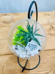 Diy Terrarium Air Plant Kit With Porcelain Stone For Friends. Best Friend Gift, Special Friend. Flowers - thumbnail 1