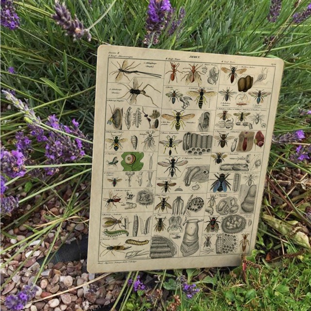 Insects Spiders Vintage Advertising Enamel Metal Tin Sign Wall Plaque