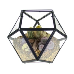 Geometric Terrarium Kit - Cactus & Succulent Garden With Bronze Trim Gift UK - thumbnail 3
