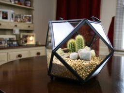 Geometric Terrarium Kit - Cactus & Succulent Garden With Bronze Trim Gift UK