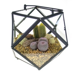 Geometric Terrarium Kit - Cactus & Succulent Garden With Bronze Trim Gift UK - thumbnail 4