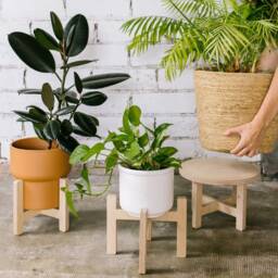 Versatile Removable Plant Stand With Adjustable Heights - Sustainable Birchwood Display For Pots, Stools, Footrests, Or Coffee Tables - thumbnail 1