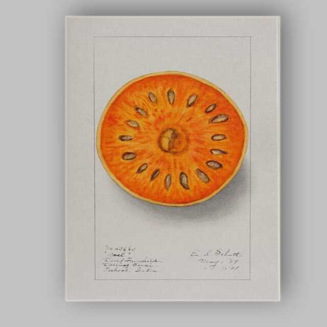 Vintage Persimmon Botanical Fruit Study Canvas Wall Art Print Decor Picture Ready To Hang - image 1
