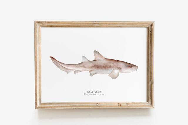 Nurse Shark Watercolour Art Print - Bathroom Wall Ocean, Beach D??cor Kid's Room Poster Gift Ginglymostoma Cirratum - image 1