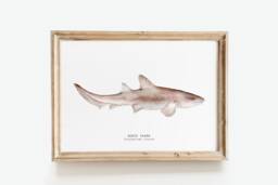 Nurse Shark Watercolour Art Print - Bathroom Wall Ocean, Beach D??cor Kid's Room Poster Gift Ginglymostoma Cirratum - thumbnail 1