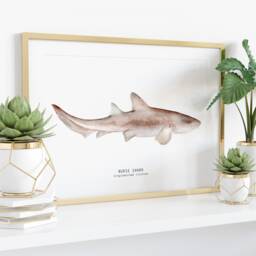 Nurse Shark Watercolour Art Print - Bathroom Wall Ocean, Beach D??cor Kid's Room Poster Gift Ginglymostoma Cirratum - thumbnail 3