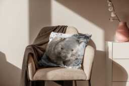 Wombat Cushion Cover - Australian Wildlife Photo Print, Nature Home Decor - thumbnail 1