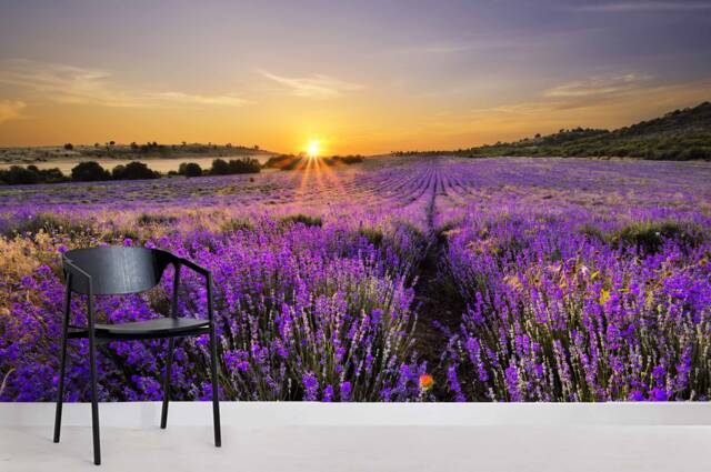 Lavender Field Sunset Wall Mural, Purple Scenery, Peel & Stick Wallpaper - image 1