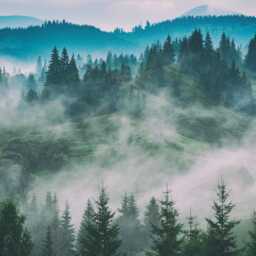 Misty Woodland Wall Mural - Landscape Photo Wallpaper For Bedroom Decor, Self Adhesive Wallmural - thumbnail 2