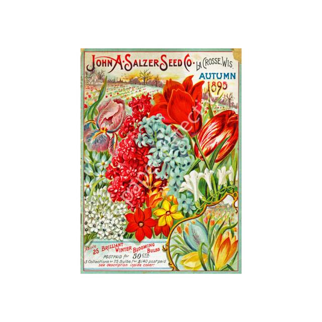 Antique Flower Garden Seed Catalog Print, 5 X 7, 1895 Wall Art Hanging, Shed, Green House, Home Decor Decoration, Packet, 18-29 - image 1