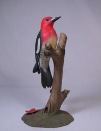 Red-Breasted Sapsucker Hand Carved Wooden Bird - thumbnail 1