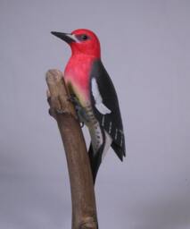 Red-Breasted Sapsucker Hand Carved Wooden Bird - thumbnail 2