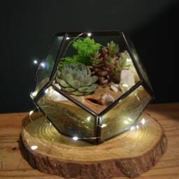 Glass Terrarium Kit With Succulent - Black Lantern Plant Gift Housewarming Diy Office Decor Lover - thumbnail 3