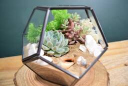 Geometric Glass Terrarium Kit With Succulent - Black Lantern Design, Diy Plant Decor