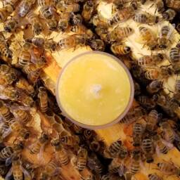 Essential Oil Scented Natural Beeswax Tealight Candles - thumbnail 3