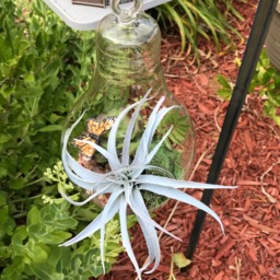 Hanging Light Blub Glass Vase With Artificial Grass Succulent & A Monarch Butterfly - thumbnail 3