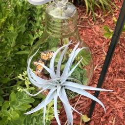 Hanging Light Blub Glass Vase With Artificial Grass Succulent & A Monarch Butterfly - thumbnail 2
